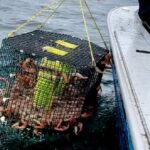 A shrimp and crab pot puller pulling a trap full of shrimp out of the water