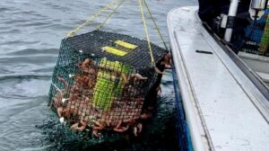 A shrimp and crab pot puller pulling a trap full of shrimp out of the water