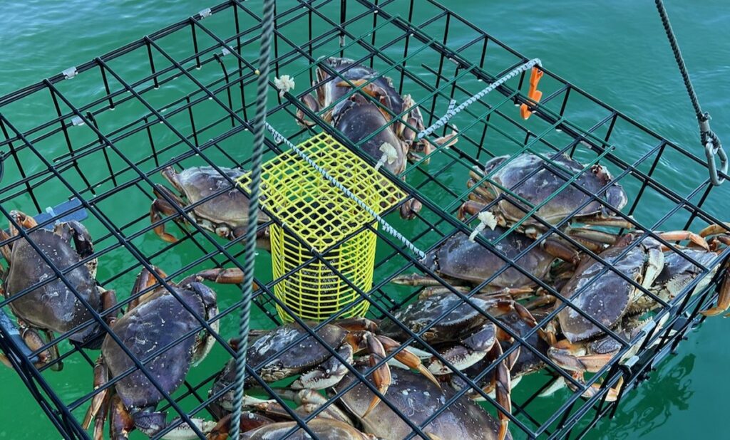 How to Choose the Right Shrimp and Crab Pot Puller for Your Boat This Summer A crab pot with crabs in it, being pulled up by a shrimp and crab pot puller.