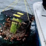 A shrimp and crab pot puller, pulling up a trap full of shrimp