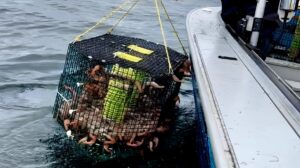 A shrimp and crab pot puller, pulling up a trap full of shrimp