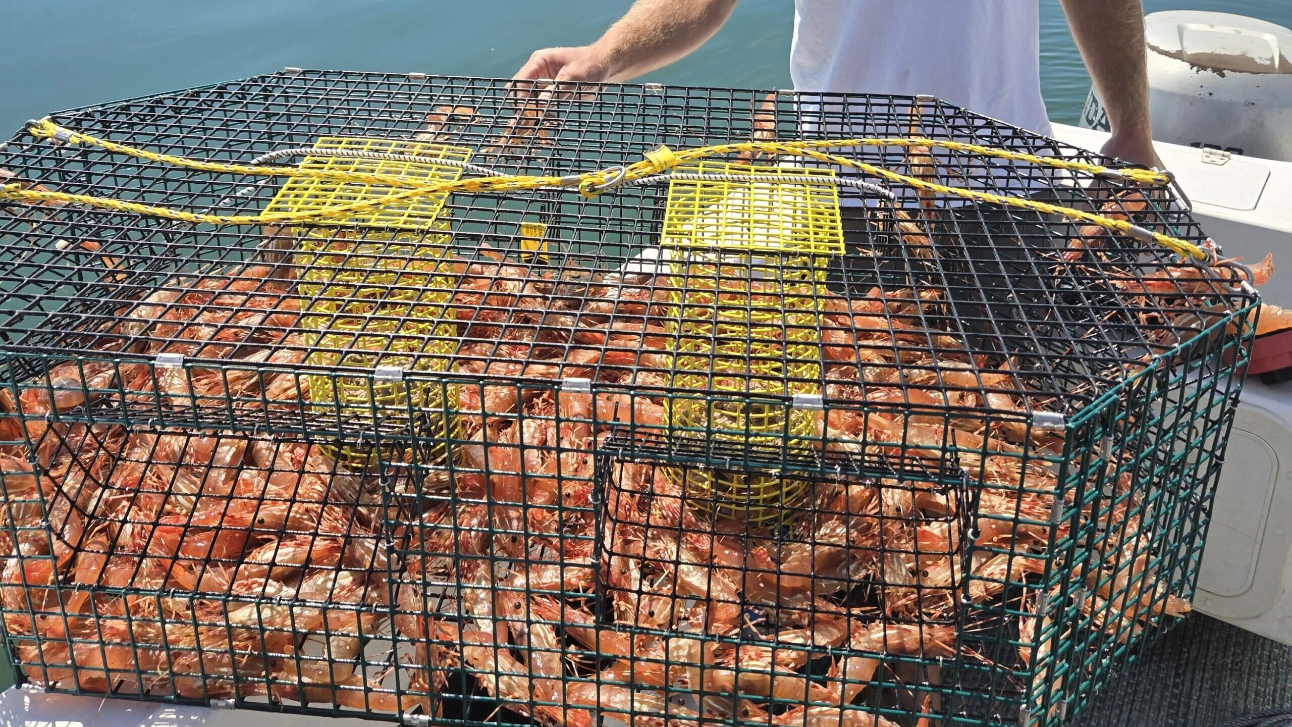 How to Rig Shrimp and Crab Pot Weights for Pacific Northwest Currents crab pot with crab pot weights full of a catch