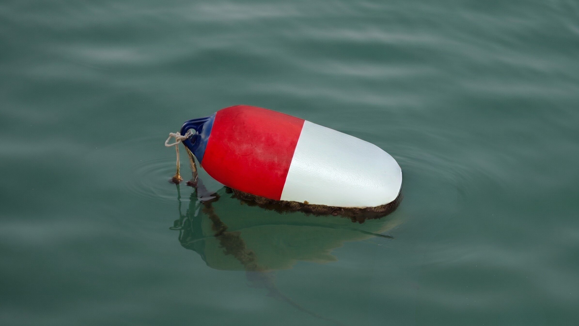 How to Rig and Mark Crab Pot Buoys to Prevent Gear Loss This Summer A red and white crab pot buoy floating int he water.